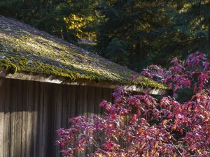 Are You Still Stuck On Should I Remove Moss From My Roof Read This