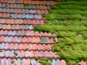 But First, What Is Moss