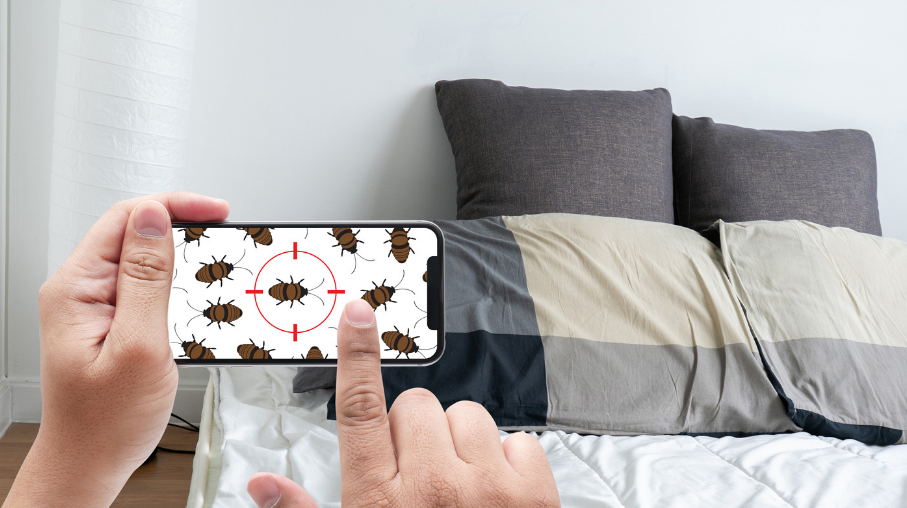 How to Control Bed Bugs with DIY Methods? How to Control Bed Bugs with DIY Methods