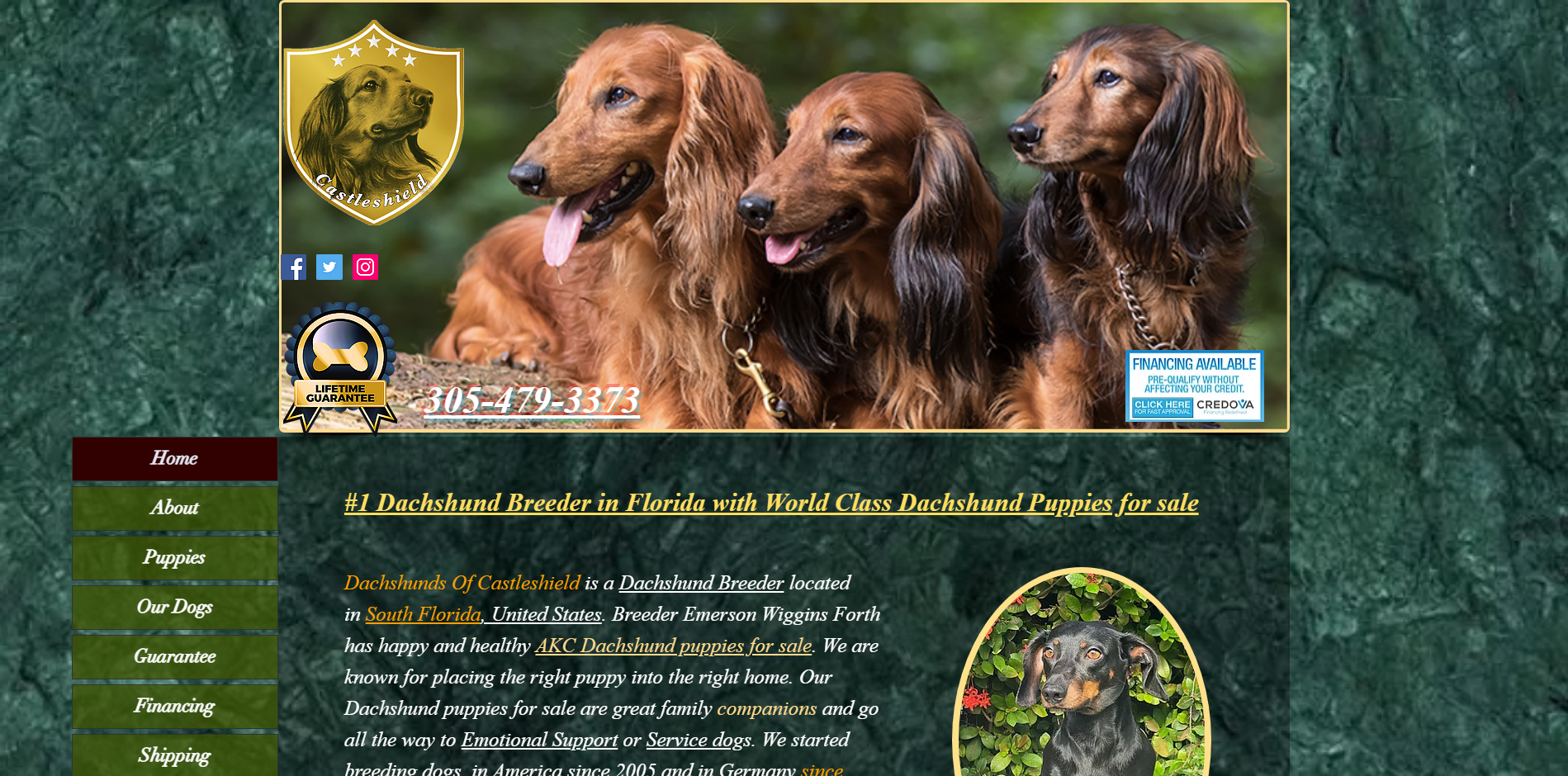 Dachshunds of Cattleshield