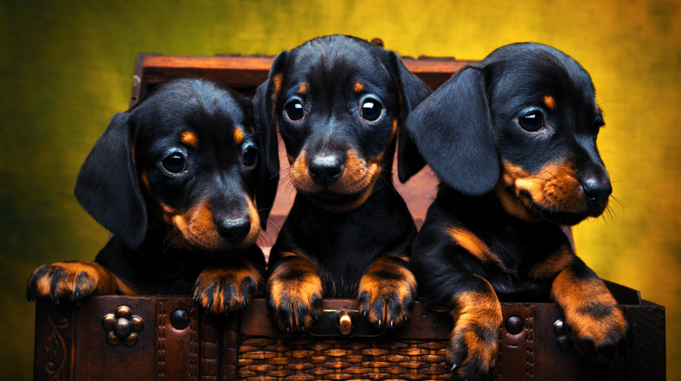 Top 10 Dachshund breeders in USA Top 10 Dachshund Breeders in USA